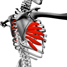 Muscle dentelé antérieur PhysioStudent